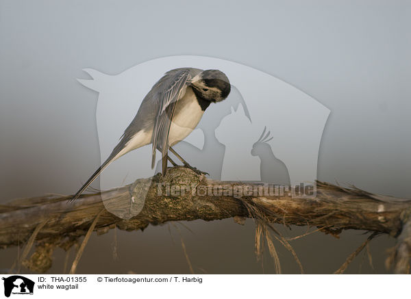 white wagtail / THA-01355