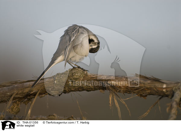 white wagtail / THA-01356