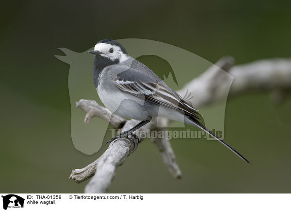 white wagtail / THA-01359