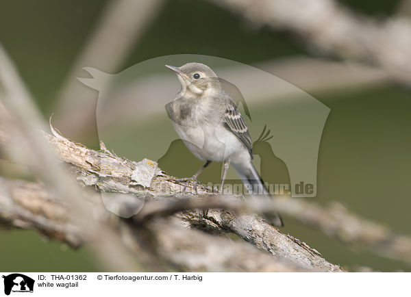 white wagtail / THA-01362