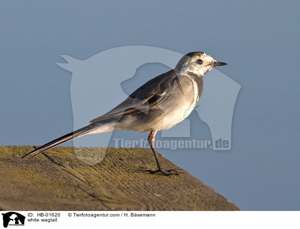 Bachstelze / white wagtail / HB-01620