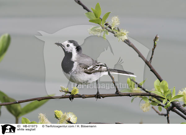 Bachstelze / white wagtail / HB-01973