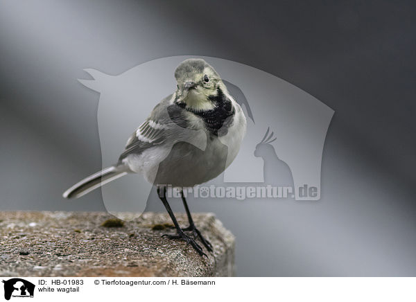 Bachstelze / white wagtail / HB-01983