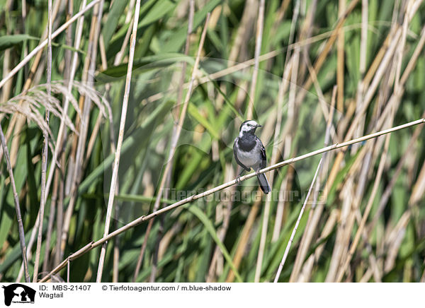 Wagtail / MBS-21407