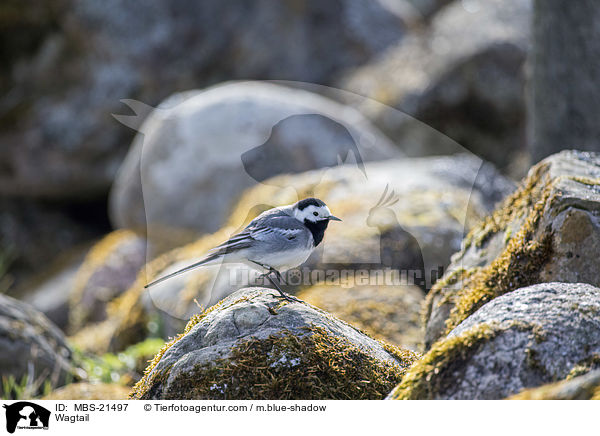 Wagtail / MBS-21497
