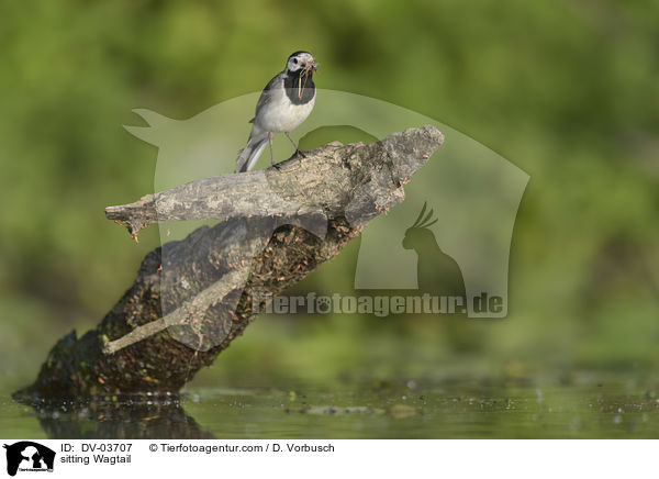 sitting Wagtail / DV-03707