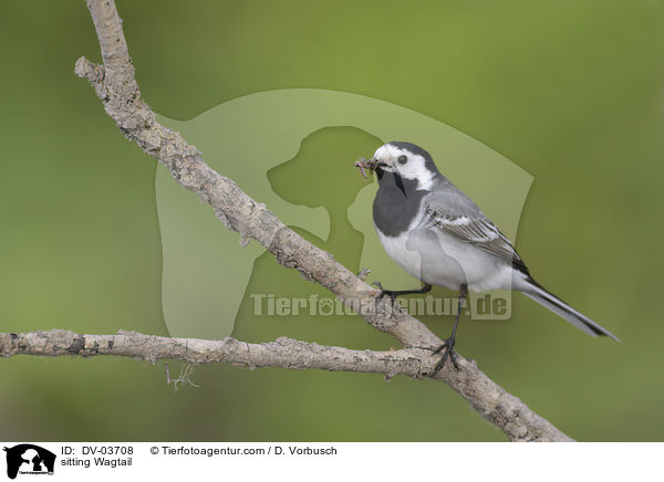 sitting Wagtail / DV-03708