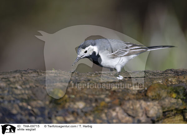 white wagtail / THA-09715