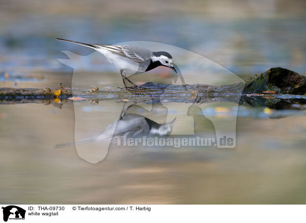 white wagtail / THA-09730