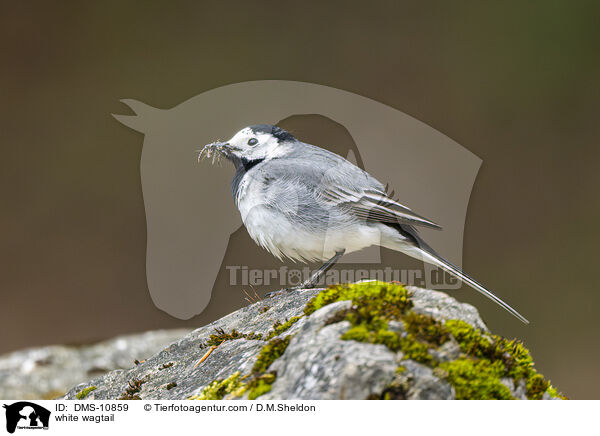 Bachstelze / white wagtail / DMS-10859