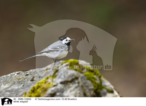 white wagtail / DMS-10862