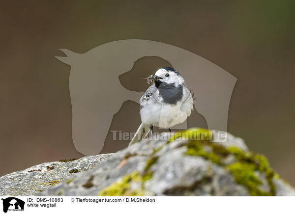 Bachstelze / white wagtail / DMS-10863