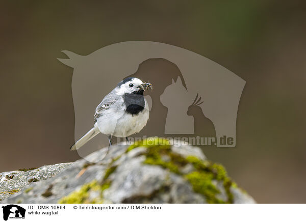 Bachstelze / white wagtail / DMS-10864