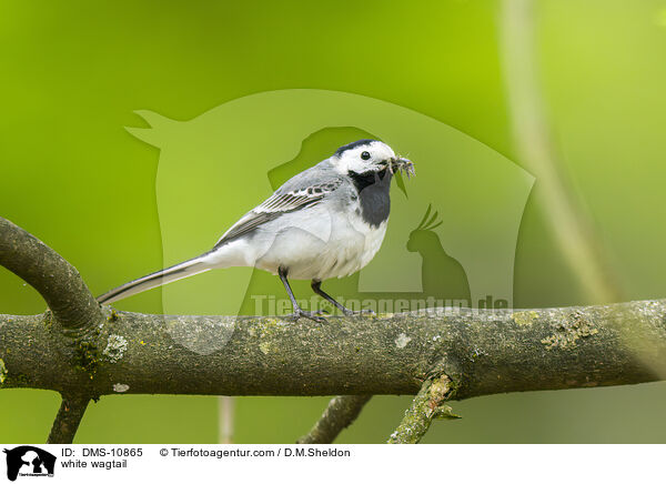 Bachstelze / white wagtail / DMS-10865