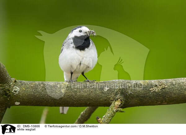 Bachstelze / white wagtail / DMS-10866