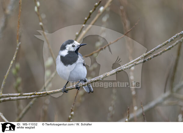 white wagtail / WS-11032