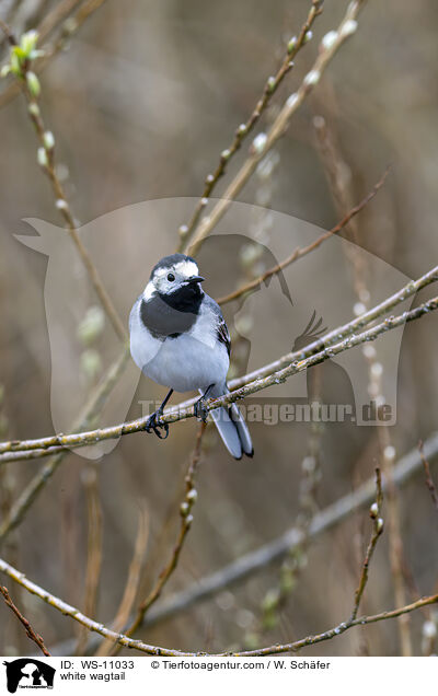 white wagtail / WS-11033