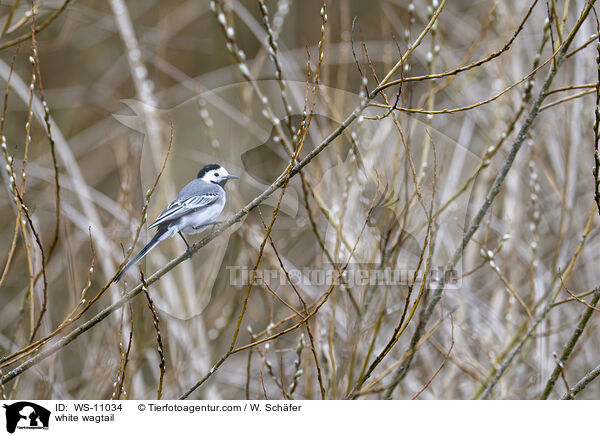 Bachstelze / white wagtail / WS-11034