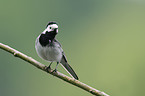 white wagtail