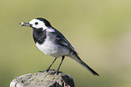 white wagtail