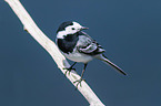 white wagtail