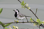 white wagtail