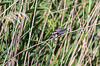 Wagtail