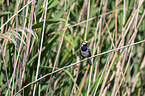Wagtail