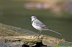 white wagtail