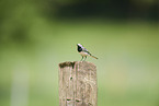 white wagtail