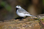 white wagtail