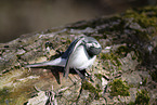 white wagtail