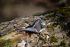 white wagtail