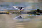 white wagtail