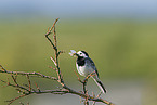 white wagtail