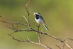 white wagtail
