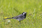 white wagtail