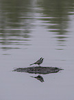 white wagtail