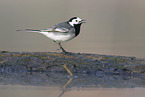 white wagtail