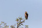 Wahlberg's eagle