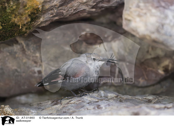 wallcreeper / AT-01860