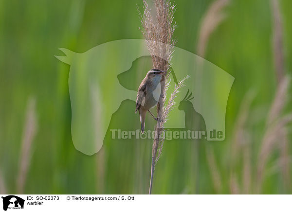 warbler / SO-02373