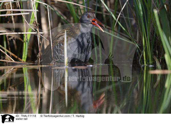 Wasserralle / water rail / THA-11118