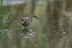 water rail