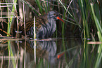 water rail
