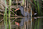 water rail
