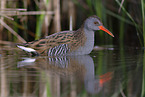 water rail