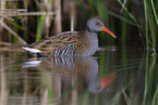 water rail