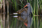 water rail