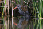 water rail